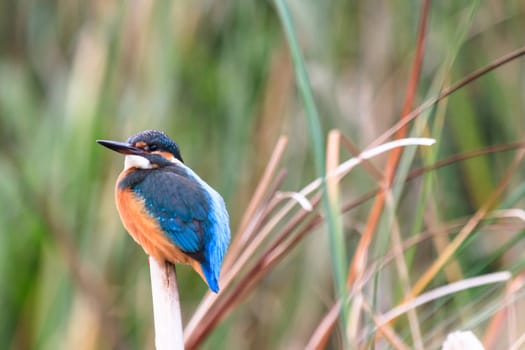 wild bird in natural habitat, nature series