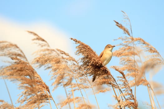 wild bird in their natural habitat, nature series