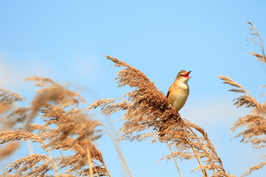 wild bird in their natural habitat, nature series