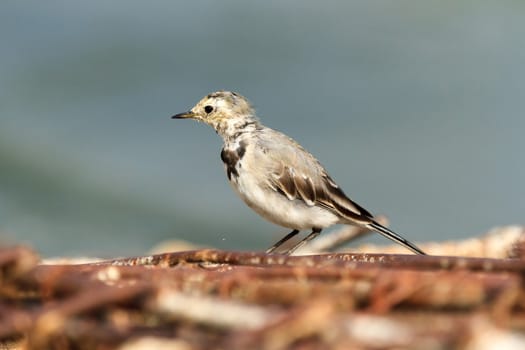 wild bird in natural habitat, nature series