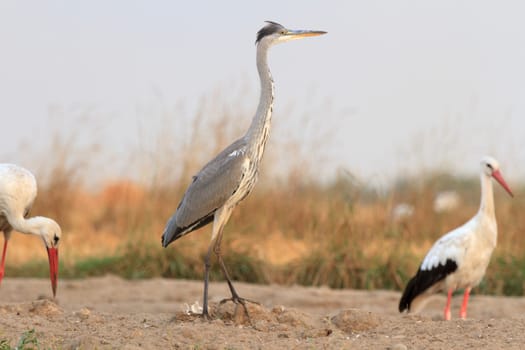 wild bird in their natural habitat, nature series