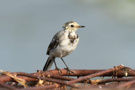 wild bird in natural habitat, nature series