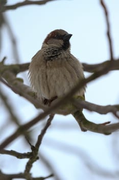 wild colorful bird in sunny day, nature series