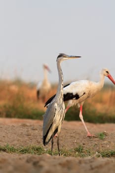 wild bird in their natural habitat, nature series