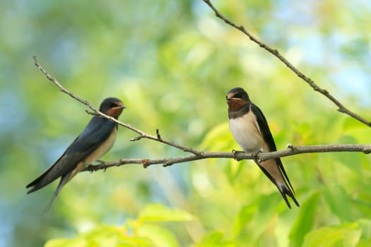 wild bird in their natural habitat, nature series