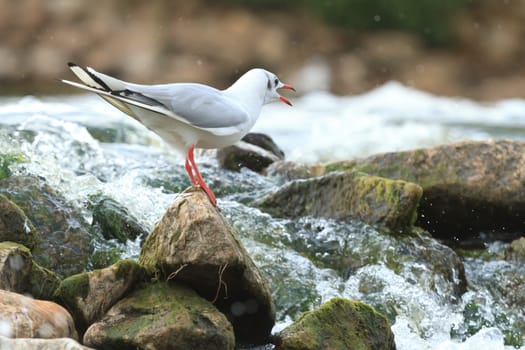 wild bird in natural habitat, nature series