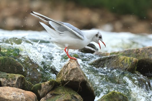 wild bird in natural habitat, nature series