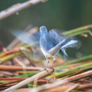 wild bird in natural habitat, nature series