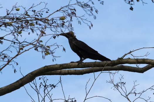 wild bird in natural habitat, nature series