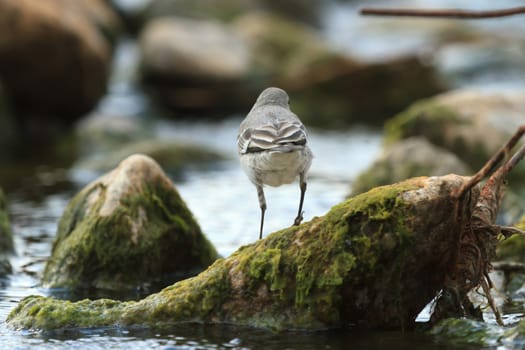 wild bird in natural habitat, nature series