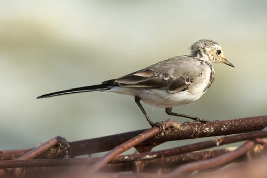 wild bird in natural habitat, nature series