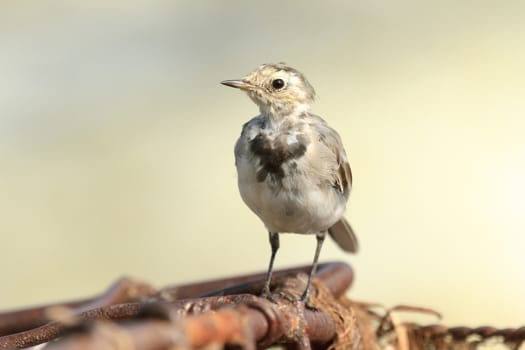wild bird in natural habitat, nature series