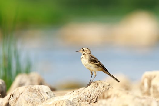 wild bird in natural habitat, nature series