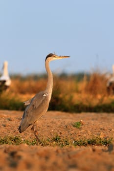 wild bird in their natural habitat, nature series