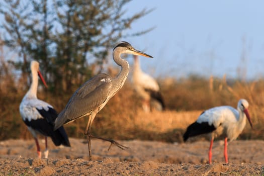 wild bird in their natural habitat, nature series