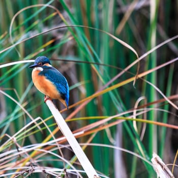 wild bird in natural habitat, nature series