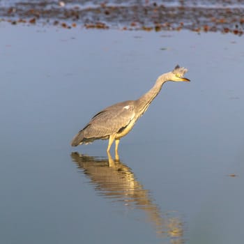 wild bird in natural habitat, nature series
