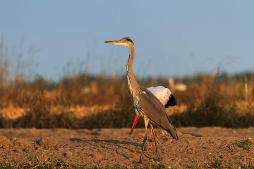 wild bird in their natural habitat, nature series
