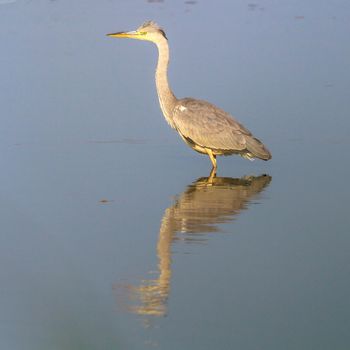 wild bird in natural habitat, nature series