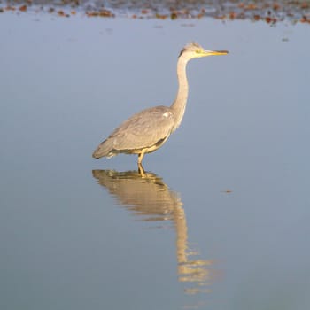 wild bird in natural habitat, nature series