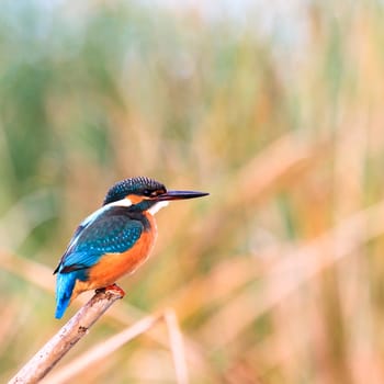 wild bird in natural habitat, nature series