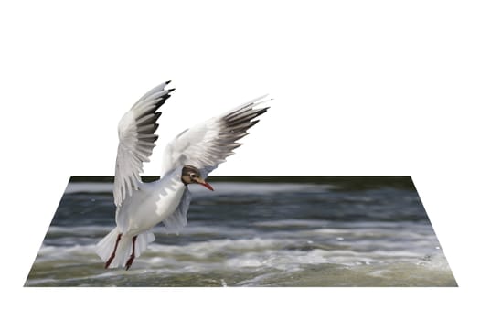 wild colorful bird in sunny day, nature series