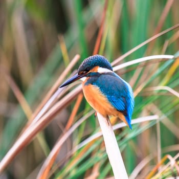 wild bird in natural habitat, nature series