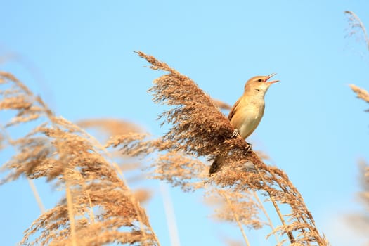 wild bird in their natural habitat, nature series