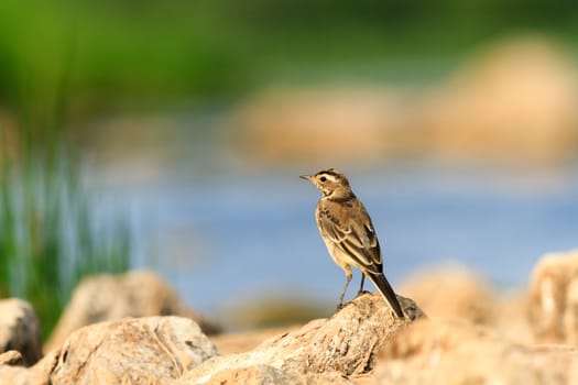 wild bird in natural habitat, nature series