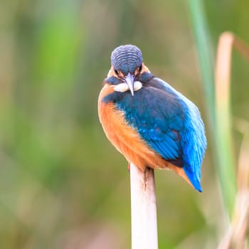 wild bird in natural habitat, nature series