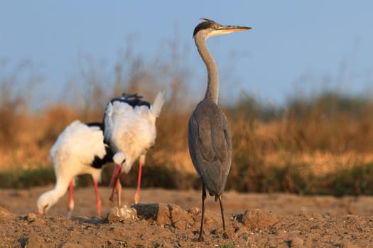 wild bird in their natural habitat, nature series