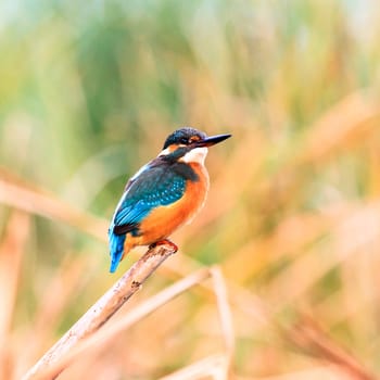wild bird in natural habitat, nature series