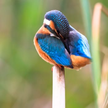 wild bird in natural habitat, nature series