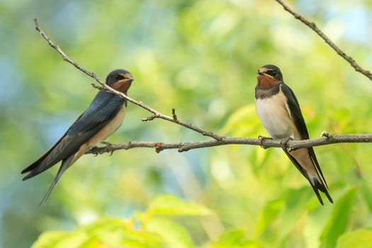 wild bird in their natural habitat, nature series