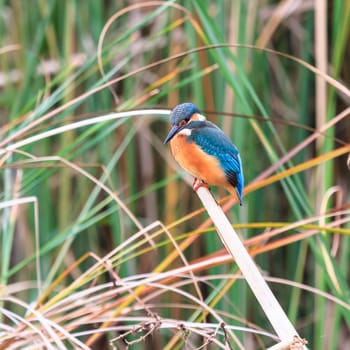 wild bird in natural habitat, nature series