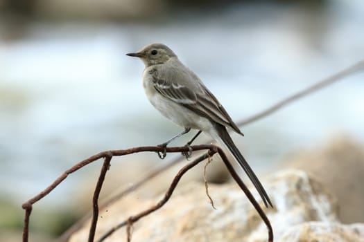 wild bird in natural habitat, nature series
