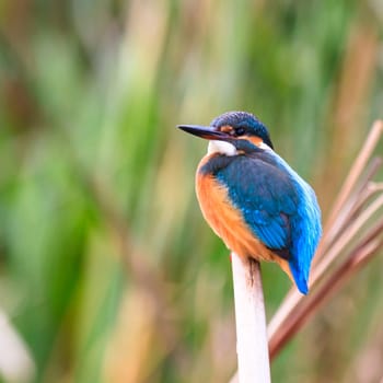 wild bird in natural habitat, nature series