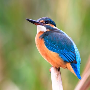 wild bird in natural habitat, nature series