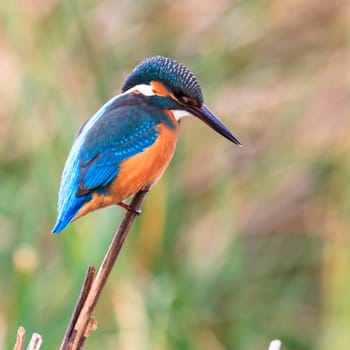 wild bird in natural habitat, nature series