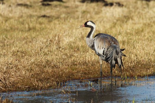 wild bird in natural habitat, nature series