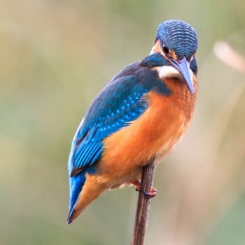 wild bird in natural habitat, nature series