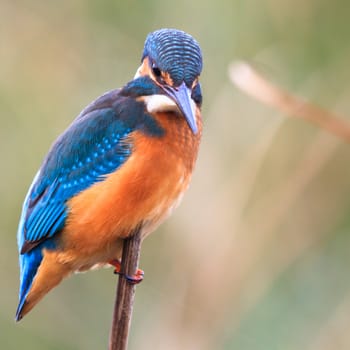 wild bird in natural habitat, nature series