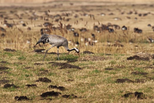 wild bird in natural habitat, nature series