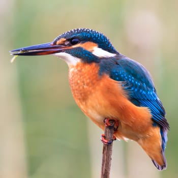 wild bird in natural habitat, nature series