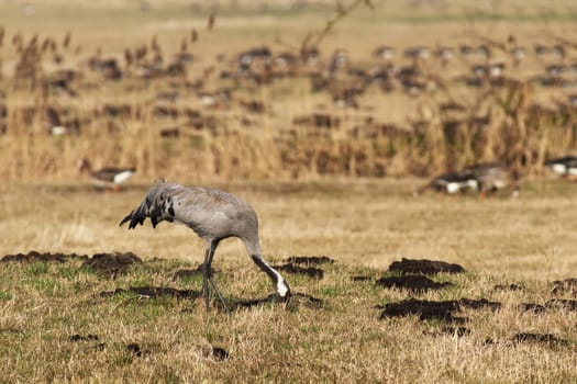 wild bird in natural habitat, nature series