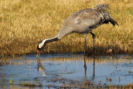 wild bird in natural habitat, nature series