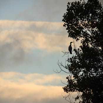 wild bird in natural habitat, nature series