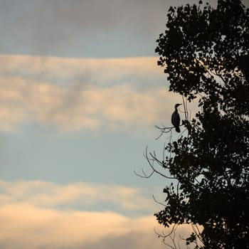 wild bird in natural habitat, nature series