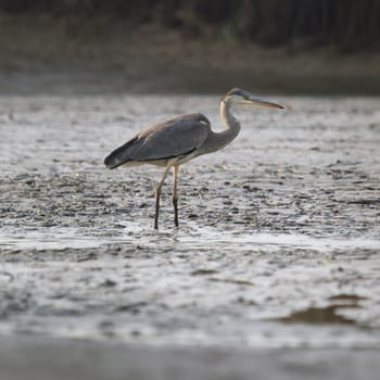 wild bird in natural habitat, nature series