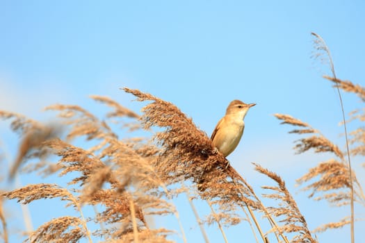 wild bird in their natural habitat, nature series